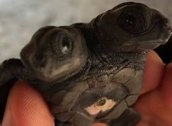 Van ya tres casos de nacimiento de tortugas golfinas con dos cabezas en Lázaro Cárdenas / Especial