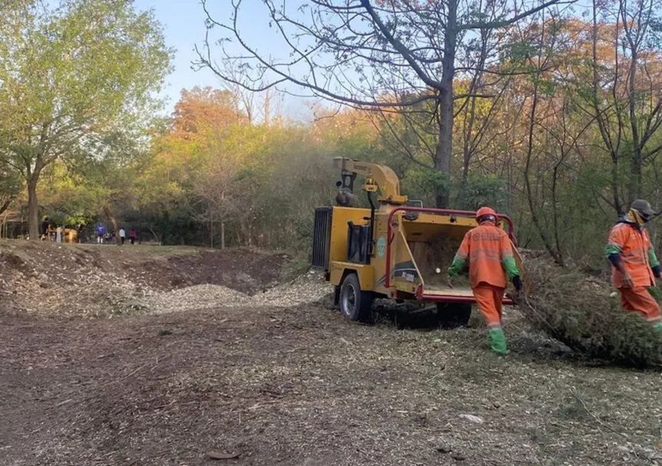 Convierten pinos navideños en composta; beneficiarían áreas verdes de NL