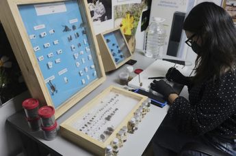 En las investigaciones se analiza la fauna recolectada en las fosas con cuerpos. | Agencia AP