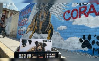 Mural en honor a perrito Scooby/ Fernando Cruz