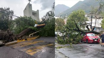 Las fuertes lluvias y rachas de viento provocaron la caída de árboles.