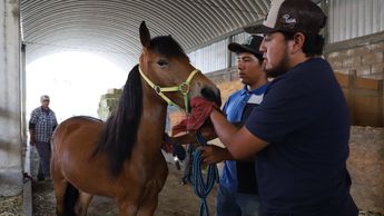 En Cuacolandia hay apoyo de veterinarios, caballerangos, abogados y voluntarios, dando continuidad al legado de Elena Larrea | Melanie Torres