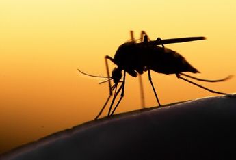 Casos de dengue en Puebla 2023