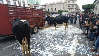 Los ganaderos acudieron al centro de Xalapa acompañados por las vacas lecheras con las que abastecen a los centros de acopio / Isabel Zamudio