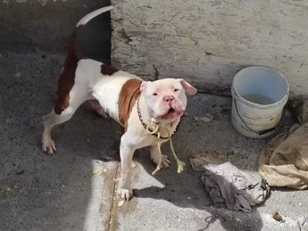 El perro pitbull de tres años de edad atacó a la pareja en Pesquería. | Agustín Martínez
