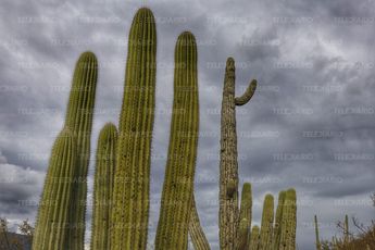 Cactus columnar en el área natural protegida Tehuacán-Cuicatlán
