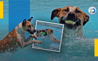 AquatiKan, parque acuático para perros / Melanie Torres