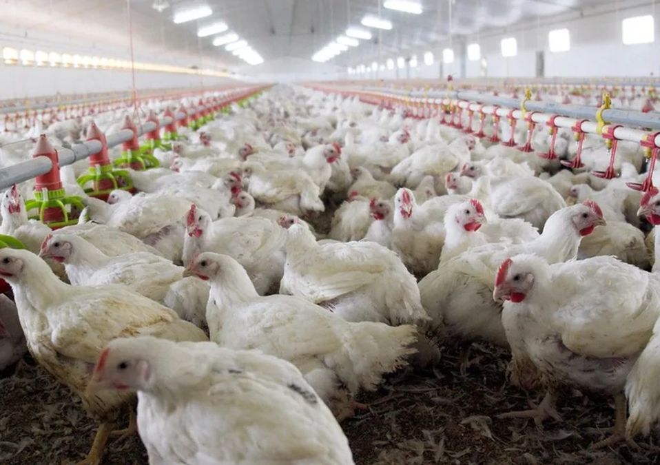 Hallan cepa H5N1 de gripe aviar en granja de Montemorelos, NL