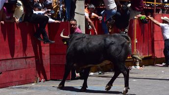 Para la Huamantlada 2026 habrá 21 toros en el circuito |