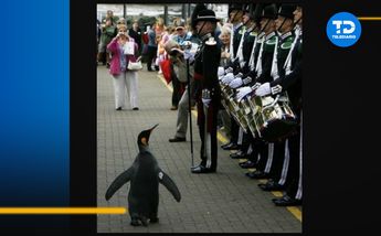 Pingüino ocupará un alto cargo de las Fuerzas Armadas de Noruega