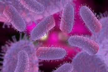 Virus de la rabia