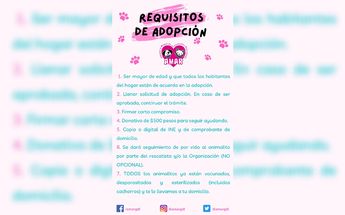Requisitos para adoptar en AMAR Guadalajara / AMAR Guadalajara