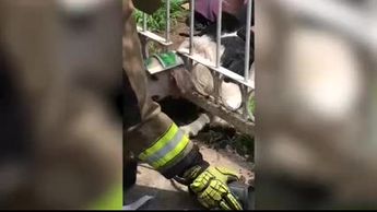 Perrita es rescatada en Zapopan