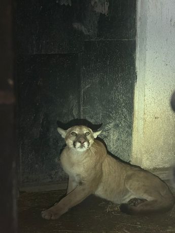 En caso de encontrar un animal silvestre en su hogar,llame al 911 o a la línea de Fauna Silvestre al 3331383098 | Diana Barajas