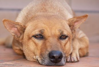Un perrito sufrió la mutilación de sus patas en Hidalgo | Especial