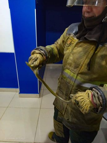 Elementos del cuerpo de bomberos lograron localizar al reptil en la salida de emergecias. Foto: Especial.