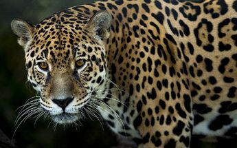 Campesino envenena a jaguar por venganza; se habría comido a su burro 