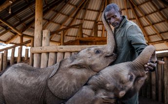 Cuidador de elefantes Kiapi Lakupanai / AFP
