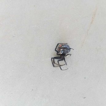 A pesar de los antecedentes, los quejosos señalaron que se han vuelto a detectar estos insectos en las instalaciones | FOTO: ESPECIAL