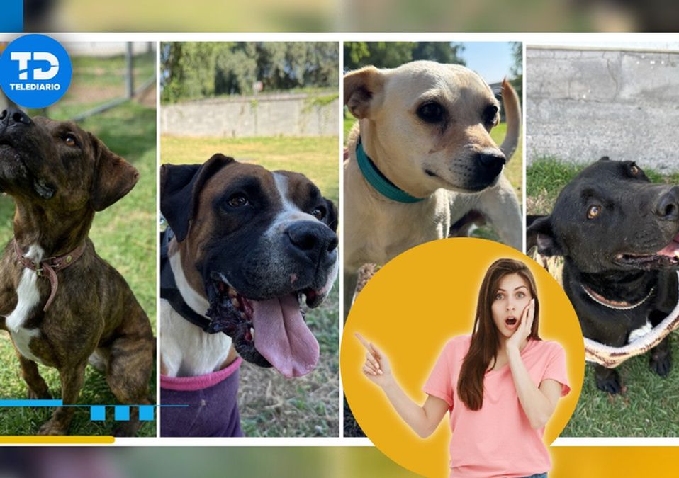Infracciones y faltas cívicas ahora se pueden ‘pagar’ paseando perros en CdMx / Telediario