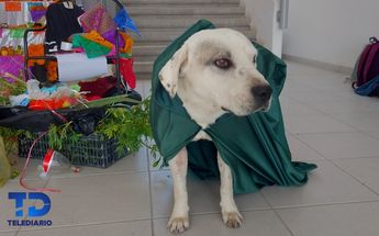Mataron a "ingeniero" uno de los perros que adoptaron en la UTT / Especial