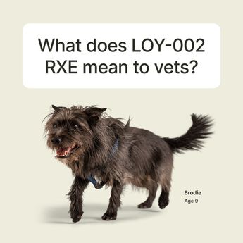 El Dr. Brennen y otros veterinarios aprueban de manera preliminar la eficacia (RXE) de LOY-002 | Vía X: @Loyalfordogs