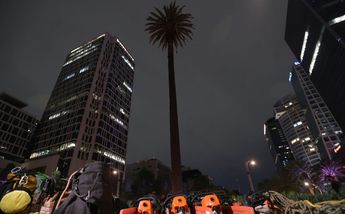 El retiro de la palmera forma parte del programa de saneamiento de la CdMx/ Javier Ríos