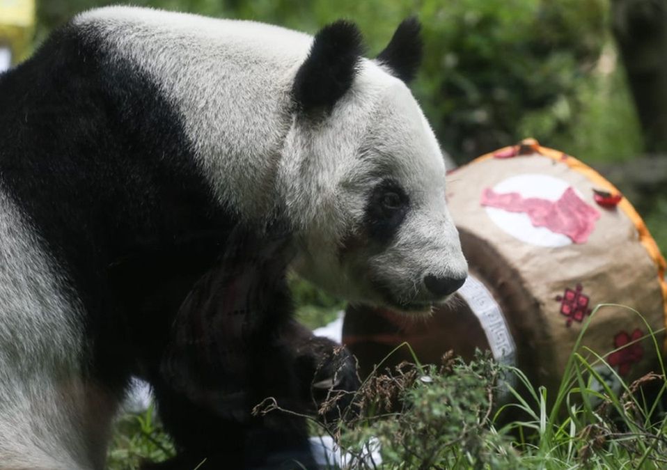 Festejo del panda Xin Xin en Zoológico de Chapultepec / Araceli López