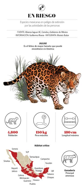 Jaguar | Especial