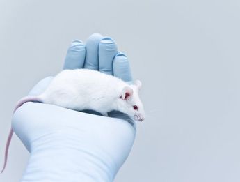 La variante Beta del covid-19 infecta a ratones según nuevo estudio