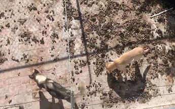 Lugar donde habitan los perritos maltratados, lleno de heces / Especial