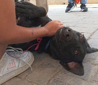 Perro asustado por pirotecnia / Melanie Torres
