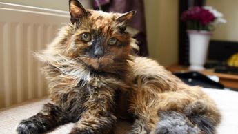 'Rosie' fue adoptada de un refugio en los años 90 | Especial