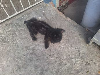 Los perritos se encontraban en estado de abandono dentro de un domicilio/ Especial