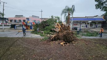 Hombres ayudando a seccionar el árbol caído en Av. Patria / Juan Carlos Munguía