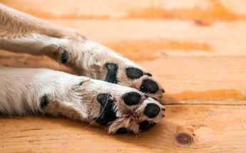 Patitas de un perrito / Freepik