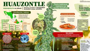 Más allá de su valor culinario, este quelite nativo es un tesoro ancestral para la salud | Cortesía Javier Santoyo y DGDC UNAM