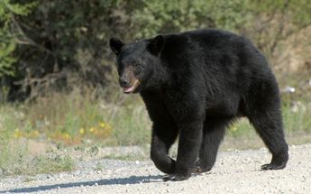 Reportan ataques de osos en Arteaga, Coahuila