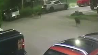 Torreón: Perrito es asesinado a balazos en fraccionamiento Las Aves