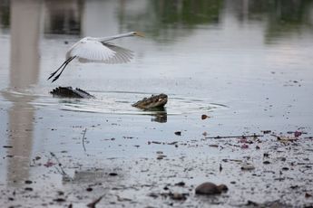 Además de la contaminación, la laguna Las Ilusiones es conocida por su abundante fauna de cocodrilos / Agencia Cuartoscuro