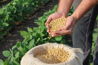 Beneficios de la soya para la salud