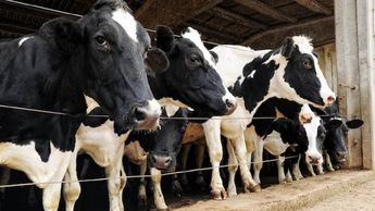 La sanción por parte del organismo estadounidense no fue por la aparición de algún brote de tuberculosis bovina. | Especial