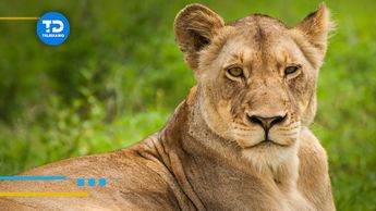 Los leones pueden llegar a vivir hasta 29 años con buenos cuidados