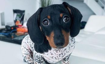 El adorable perro salchicha que parece dálmata, ha enamorado las redes sociales