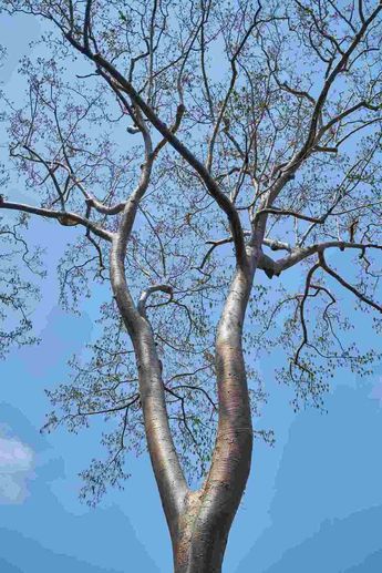 El palo santo proviene del árbol Bursera graveolens | Magnific