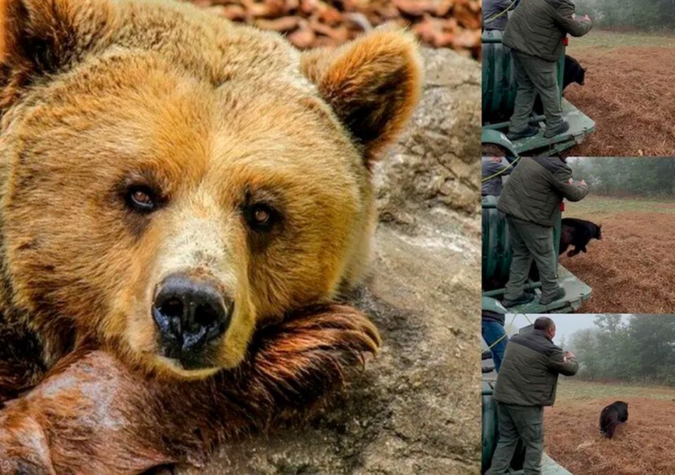 Osa atropellada regresa al bosque tras recuperación en el parque La Pastora de NL