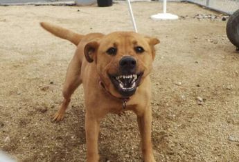 Perro ataca a su dueña y le provoca heridas en el rostro en Torreón (Archivo)