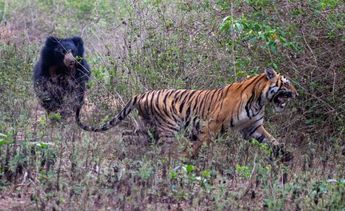 Pelea entre un oso y un tigre | Ecology and Evolution