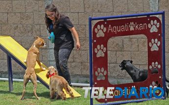 AcuatiKan, parque acuático para perros en Puebla / Melanie Torres