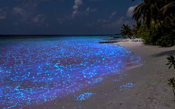 Playas bioluminiscentes en México / Especial